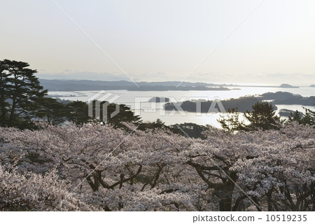 Matsushima Bay West returning Matsu Park 10519235