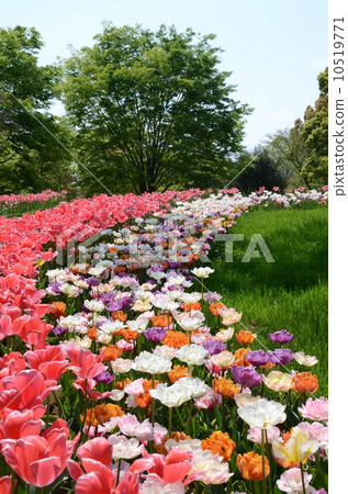 花地毯 10519771