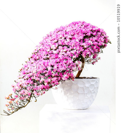 Flower Bonsai on the white background. 10519919