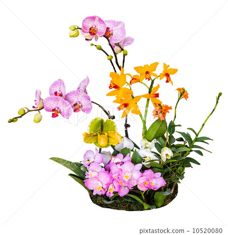 Bouquet of orchids flowers on the white background Bouquet of orchids flowers on the white background 10520080