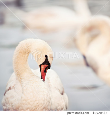 closeup of swan in a sunset light 10520315
