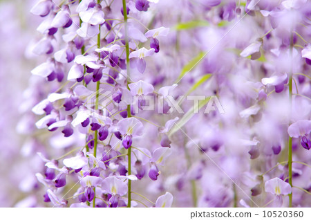 Fuji-colored curtain Fuji-colored curtain 10520360