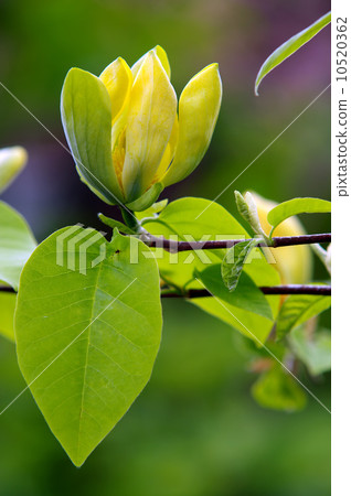 Huang also delivers 10520362