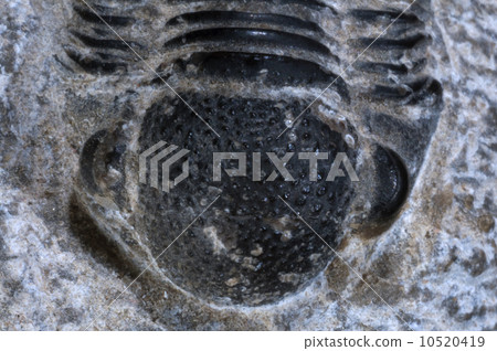 trilobite fossil detail trilobite fossil detail 10520419