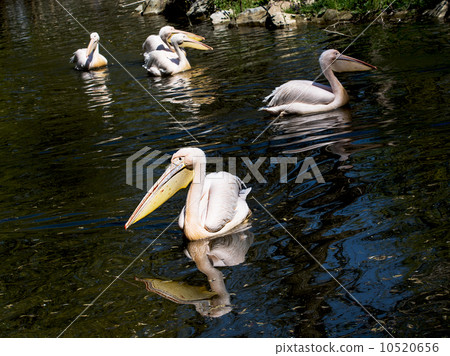 Great white pelican (Pelecanus onocrotalus) Great white pelican (Pelecanus onocrotalus) 10520656