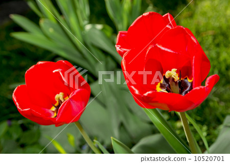 Blooming red tulips 10520701