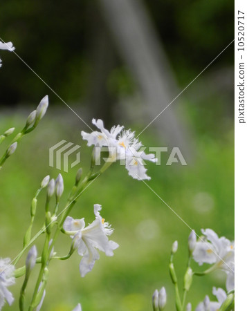 Shaga的花朵 Shaga的花朵 10520717
