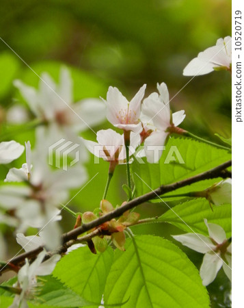 Cherry blossoms 10520719