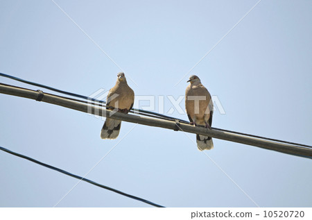 野雞蝴蝶(小雞鴿) 野雞蝴蝶(小雞鴿) 10520720