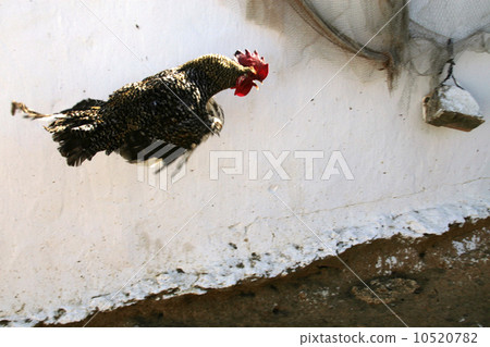 flying rooster 10520782
