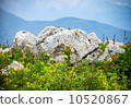 Summer green Nature Landscape Mountains and flowers valley 10520867