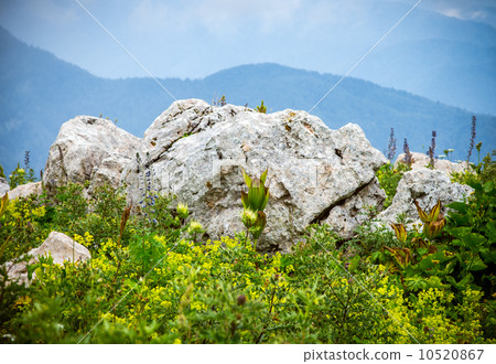 Summer green Nature Landscape Mountains and flowers valley Summer green Nature Landscape Mountains and flowers valley 10520867