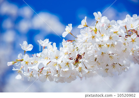 Sakura cherry Blossoms 10520902