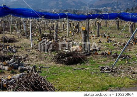 Waste farming in orchards 10520964