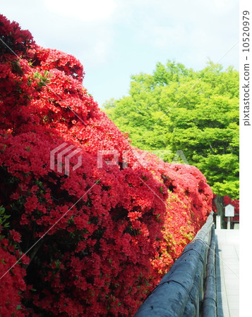 Kirishima azalea in Nagaoka Tenman-gu Kirishima azalea in Nagaoka Tenman-gu 10520979