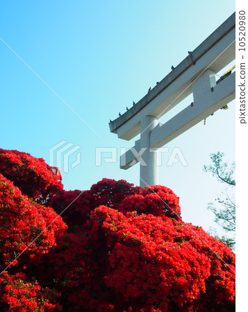 Kirishima azalea in Nagaoka Tenman-gu Kirishima azalea in Nagaoka Tenman-gu 10520980