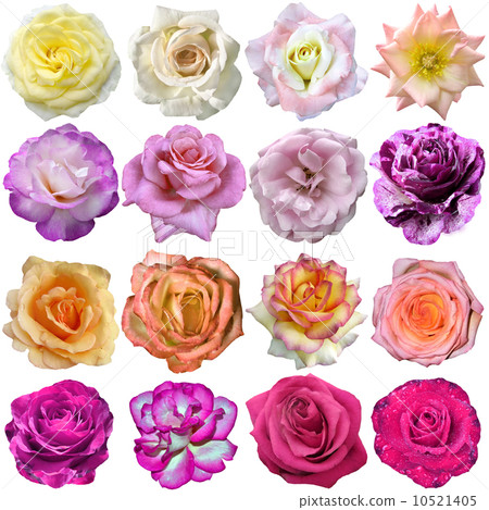 The rose blooms The rose blooms 10521405