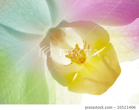 White orchid 10521406