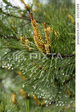 松針 松針 10521848