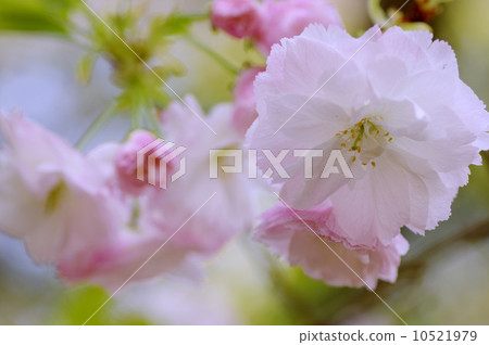 雙櫻花 雙櫻花 10521979