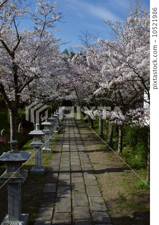 櫻花早晨 櫻花早晨 10521986