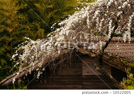 盛開的鮮花 10522005