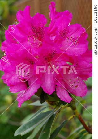 西方杜鵑花 西方杜鵑花 10522160