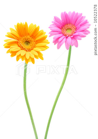 粉色和黃色非洲菊 10522378