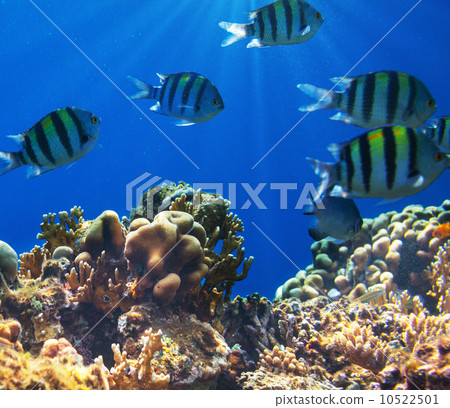 Coral fish 10522501