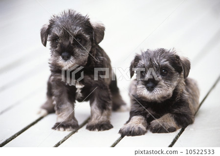 Cute little puppy Cute little puppy 10522533