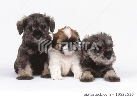 Cute little puppy 10522536