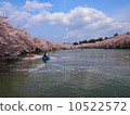 Cherry blossom trees in the western moat 10522572