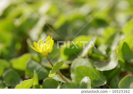 small yellow flower blossom on meadow 10523162