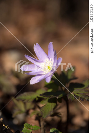 Chrysanthemums 10523189