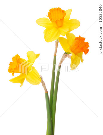 Daffodil flower or narcissus  bouquet  isolated on white backgro Daffodil flower or narcissus  bouquet  isolated on white backgro 10523840