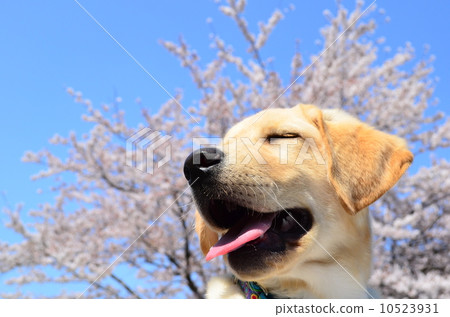 盛開了♪ 盛開了♪ 10523931