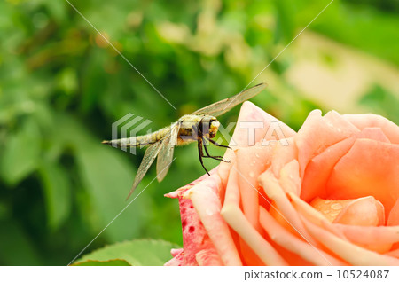 Dragonfly on the rose Dragonfly on the rose 10524087