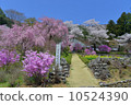 Cherry tree in full bloom  10524390