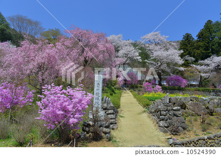 Cherry tree in full bloom  10524390