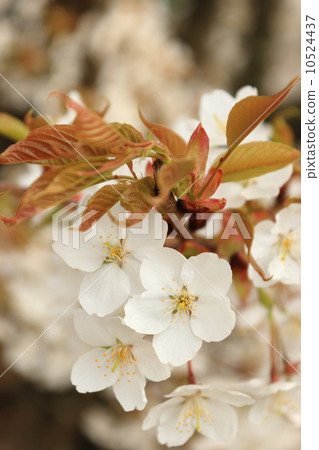 Wild crow Wild crow 10524437