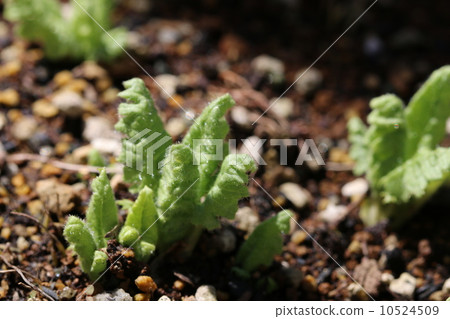 Sakura gave bud 10524509