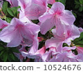 Azalea 10524676
