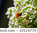 Bee and Arisum 10524770