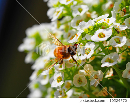 Bee and Arisum 10524770
