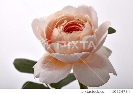 Roses, roses, flowers, Queen of Sweden 10524784