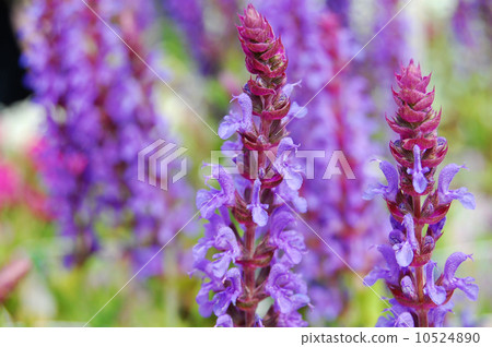 Salvia 10524890
