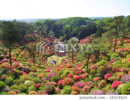 青梅市鹽船觀音杜鵑花節 10524924