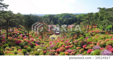 青梅市鹽船觀音杜鵑花節 10524927