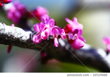 哈娜開始綻放 10524986