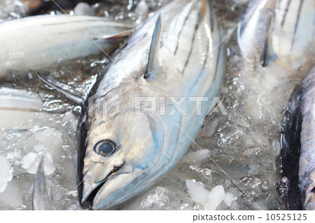 油炸鰹魚 油炸鰹魚 10525125